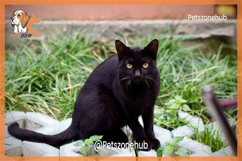 Black Ragdoll Cat