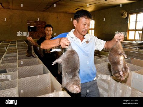Farmers Check How Their Bamboo Rats Grow In Jinxi County Fuzhou City
