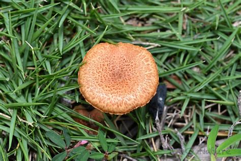 Gymnopilus Dilepis The Ultimate Mushroom Guide