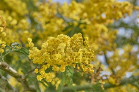 Yellow Flowers Of Blooming Mimosa Tree Stock Photo Image Of Branch