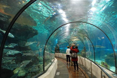 Underwater World Singapore Sentosa Map Facts Location Best Time