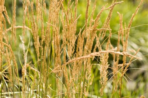 Growing And Caring For Feather Reed Ornamental Grasses