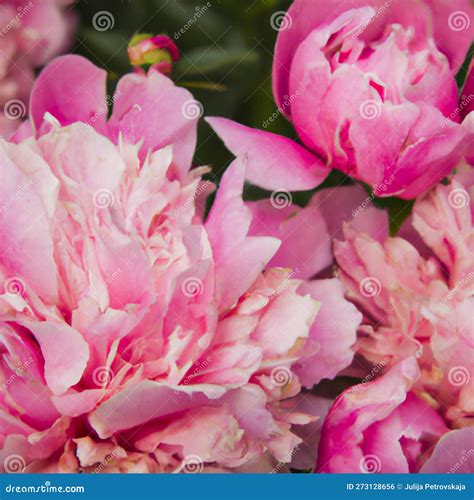 Beautiful Pink Peony Flowers Close Up Peony Is A Genus Of Herbaceous