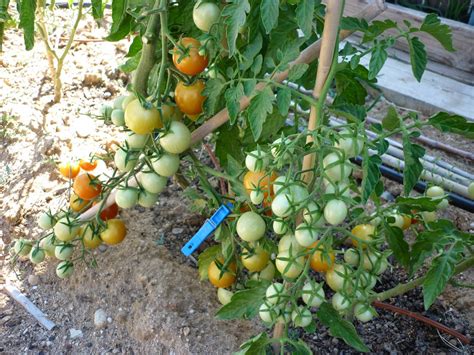Em Tomates A Característica Planta Alta