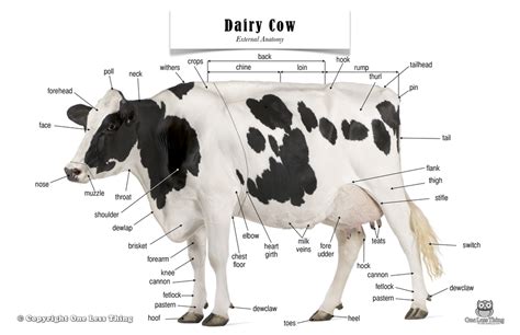 Here Is A Wonderful Image To Update You Dairy Cattle Body Parts