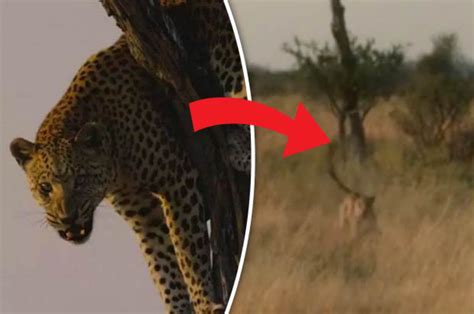 Leopard Charges At Bbc Spy In The Wild Film Crew In Horror