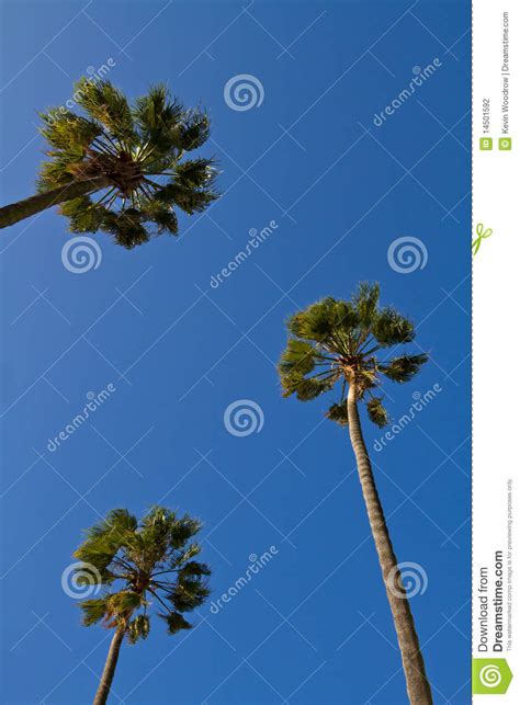 Looking Up At Palm Trees Stock Photo Image Of Leaves 14501592