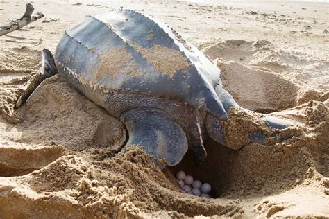Rare Sea Turtle Nests Found At Thailands Beaches During Lockdown