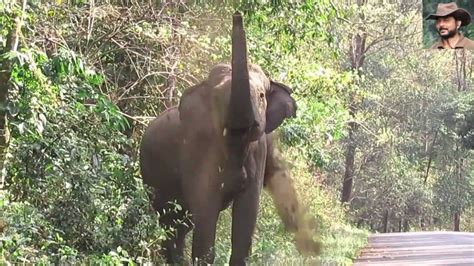 Close Encounter With Elephant By Jasoprakas Youtube