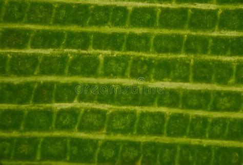 Close Up Texture Of Plants Cells Stock Photo Image Of Membrane