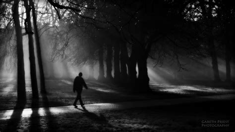 Wallpaper Sunlight Trees Landscape Contrast Forest Portrait