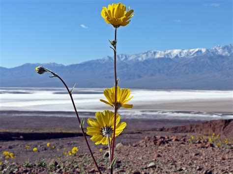 She says death valley hasn't seen such a wide array of flowers in about 50 years — blue pendants of desert lupine and tiny purple chias growing in clumps, golden california poppies scattering all over hillsides. Best places to see wildflowers -- right now! -- in Death ...