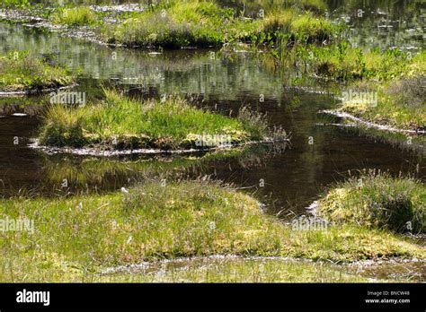 Sphagnum Moss Bog In The Lake District Uk Stock Photo Alamy