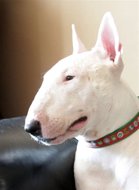 Verdulero Oral Interpretación Bull Terrier Con Mancha En El Ojo