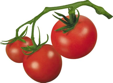 Parts Of A Tomato Plant Png And Free Parts Of A Tomato Plant