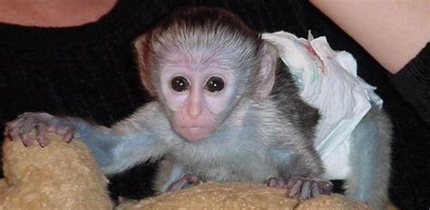 Capuchin Monkeys Cute And Lovely Baby T