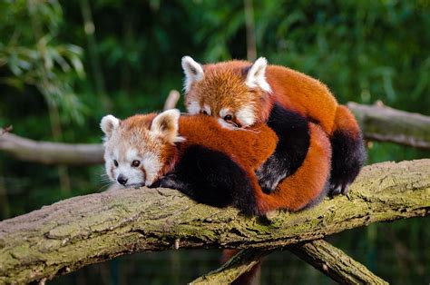 Animal Red Panda Cuddle · Free Photo On Pixabay