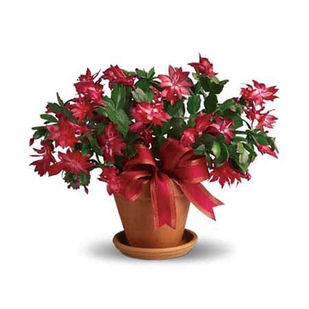 Send the gift of beautiful christmas flowers including roses, lilies, amaryllis, poinsettias, and more festive blooms! Cactus Plant at Send Flowers
