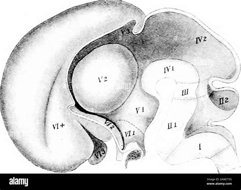 Fourth Ventricle Hi Res Stock Photography And Images Alamy