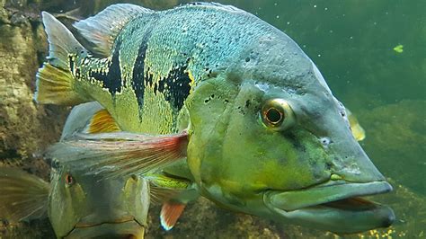 Peixes Amazônicos Principais Espécies Fotos Infoescola