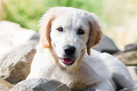 I was able to get both of my dogs in at one appointment time which was extremely convenient. How To Treat Hot Spots On Dogs With Hydrogen Peroxide ...