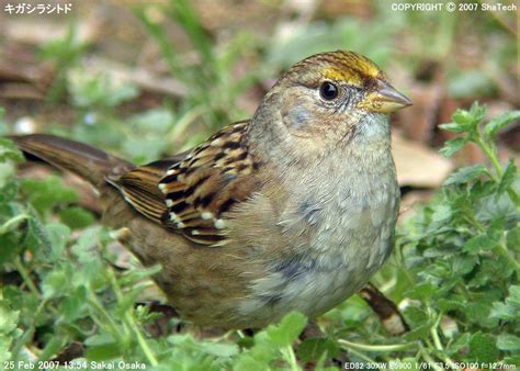 キガシラシトド Zonotrichia Atricapilla Golden Crowned Sparrow Овсянка чернобровая