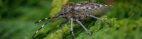 Die wanze kommt in europa in vielen verschiedenen arten vor. Stinkwanzen - Hausmittel gegen Wanzen - Kammerjäger Ratgeber