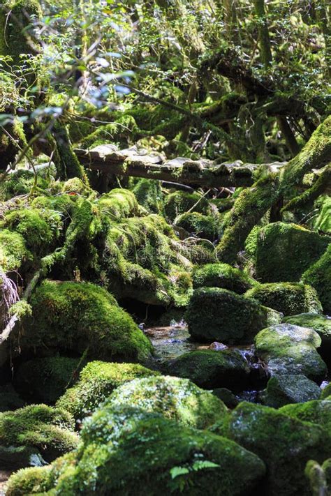 Moss Forest In Yakushima Island Stock Photo Image Of Forest Princess