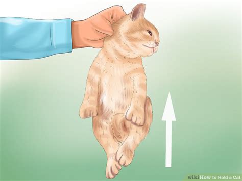 5 Ways To Hold A Cat