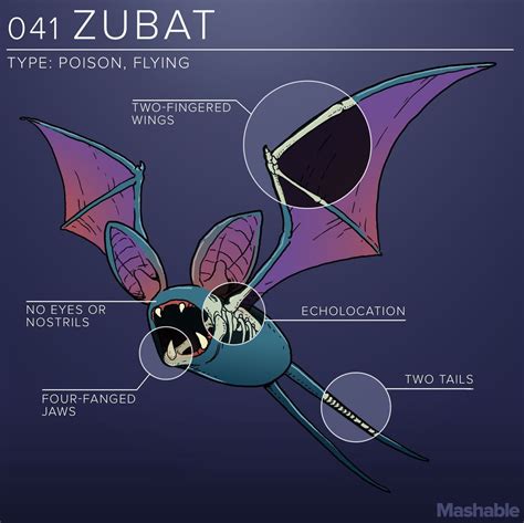 Zubat Anatomy Squirtle Charizard Pokemon Poster Pokemon Fan Art