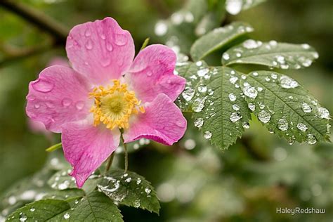 Pink Flower Raindrops By Haleyredshaw Redbubble