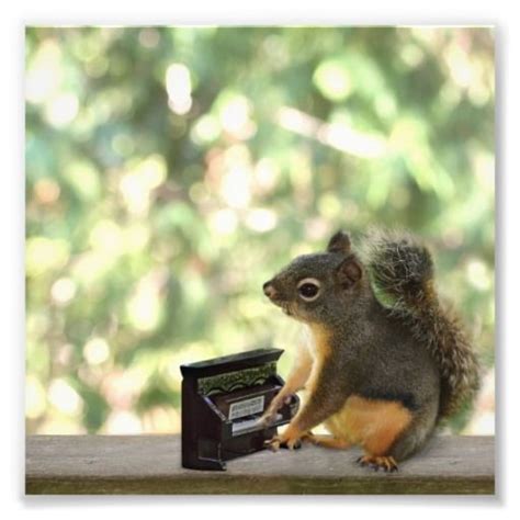 Sold Squirrel Playing Piano Photo Print By Funnaturephotography
