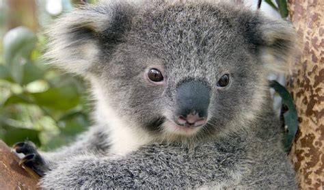 Koala Australian Threatened Animals Nsw National Parks