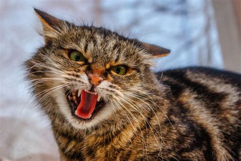 Why Do Cats Hiss What You Need To Know About This Behavior Pawtracks