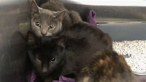 Kitten And Cats Found Abandoned In The Cold Outside Rspca Lonsdale Shelter Au