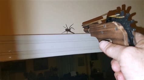 Huntsman Spider Glowing Eyes Shot With Rubber Band Gun Still On The