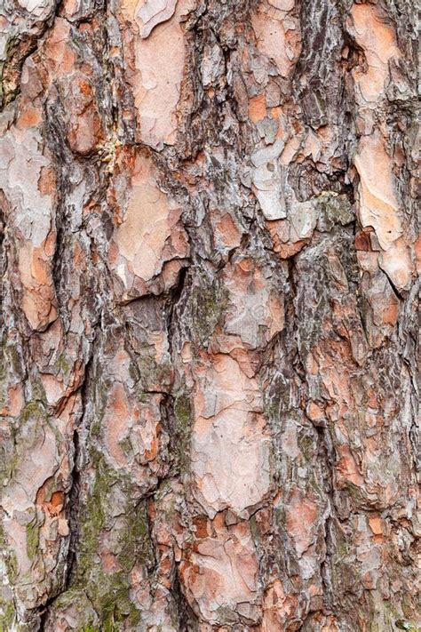 Rough Bark On Mature Trunk Of Birch Tree Close Up Stock Image Image