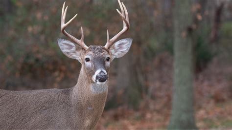 Arkansas Hunter Dies After Being Attacked By Deer He Shot