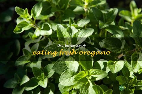 Unlock The Power Of Fresh Oregano Discover The Benefits Of Eating This