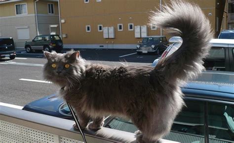 The tiffany/chantilly resembles a longhaired version of the burmese and is a seal (very dark brown colour) not black. 10 Black Cat Breeds - The Fascinating World Of Felines ...