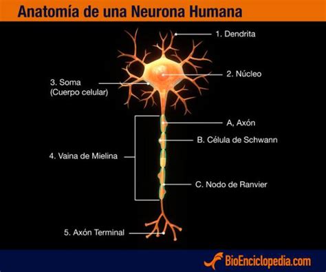 Neurona Qu Es Tipos Partes Y Funciones