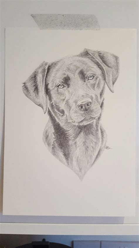 Graphite Labrador Commission Animal Drawings Dog Drawing Pets Drawing