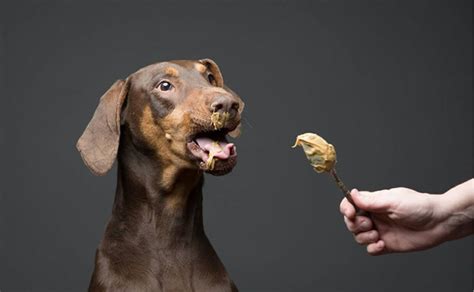The Ultimate Guide To Foods You Can And Cant Feed Your Dog Canine