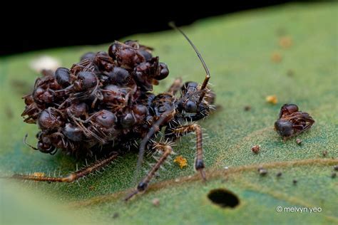 Ant Snatching Assassin Bug Acanthaspis Sp By Melvynyeo On Deviantart