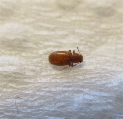 Small Beetles In House Ontario Very Specific Website Photo Galery