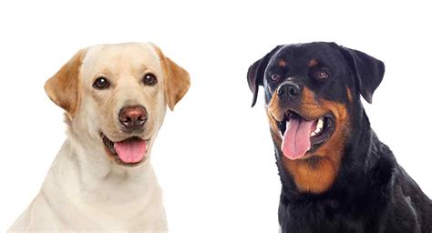 We did not find results for: Rottweiler vs Labrador - Which Pet Is Better Suited To You?