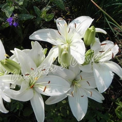 4 Pure White Lilium Asiatic Lily Mont Blanc Garden Summer Flower Bulb