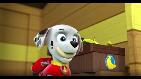 Paw Patrol S01e19 Best Funny Moment Compilations Youtube