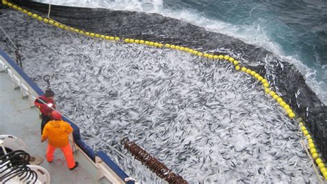 Amazing Big Catch Thousands Tons Fish With Modern Big Boat Giant Net