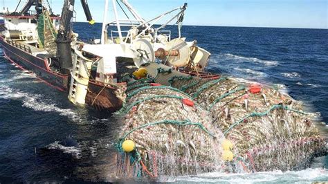 Process Harvesting Fish Big Net Fishing On The Sea Huge Fishing Nets
